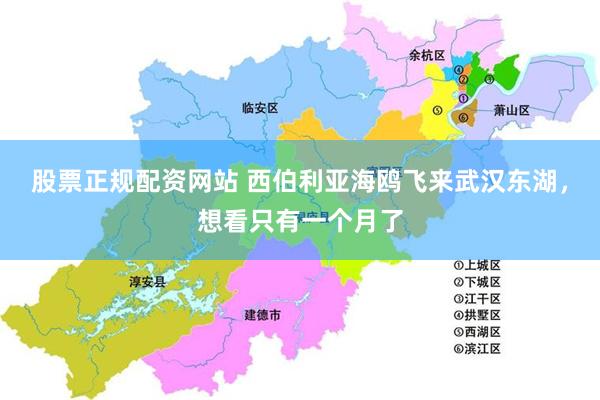 股票正规配资网站 西伯利亚海鸥飞来武汉东湖，想看只有一个月了